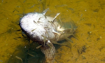 Ca Mau demands compensation for fish deaths caused by airport construction