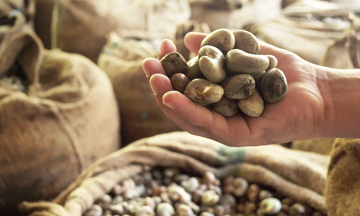 Vietnam spends nearly USD one billion to import cashew nuts in one month