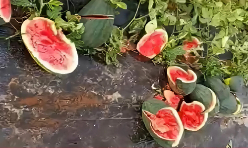 Vandalism destroys watermelon field nearing harvest