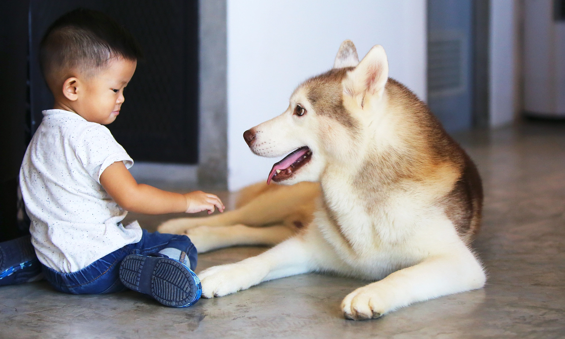 Is pre-exposure rabies vaccination toxic before a dog bite?