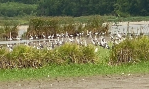 Hundreds of rare black-necked cranes migrate to Quang Ngai wetland