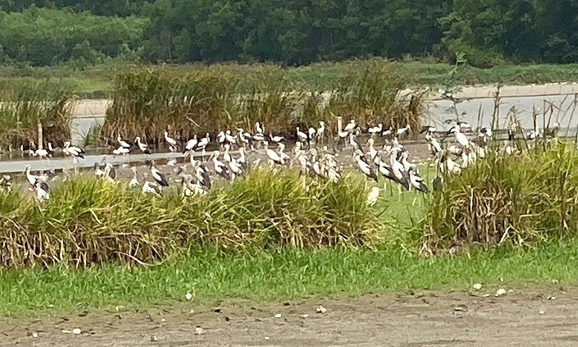 Hundreds of rare black-necked cranes migrate to Quang Ngai wetland