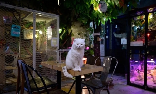 Why cats are becoming the 'national pet' in East Asian cities