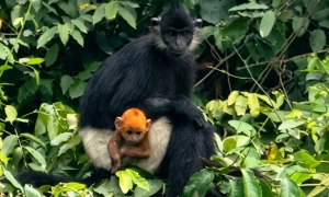 White-rumped langurs face risk of species decline