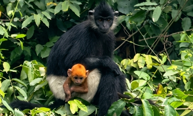 White-rumped langurs face risk of species decline