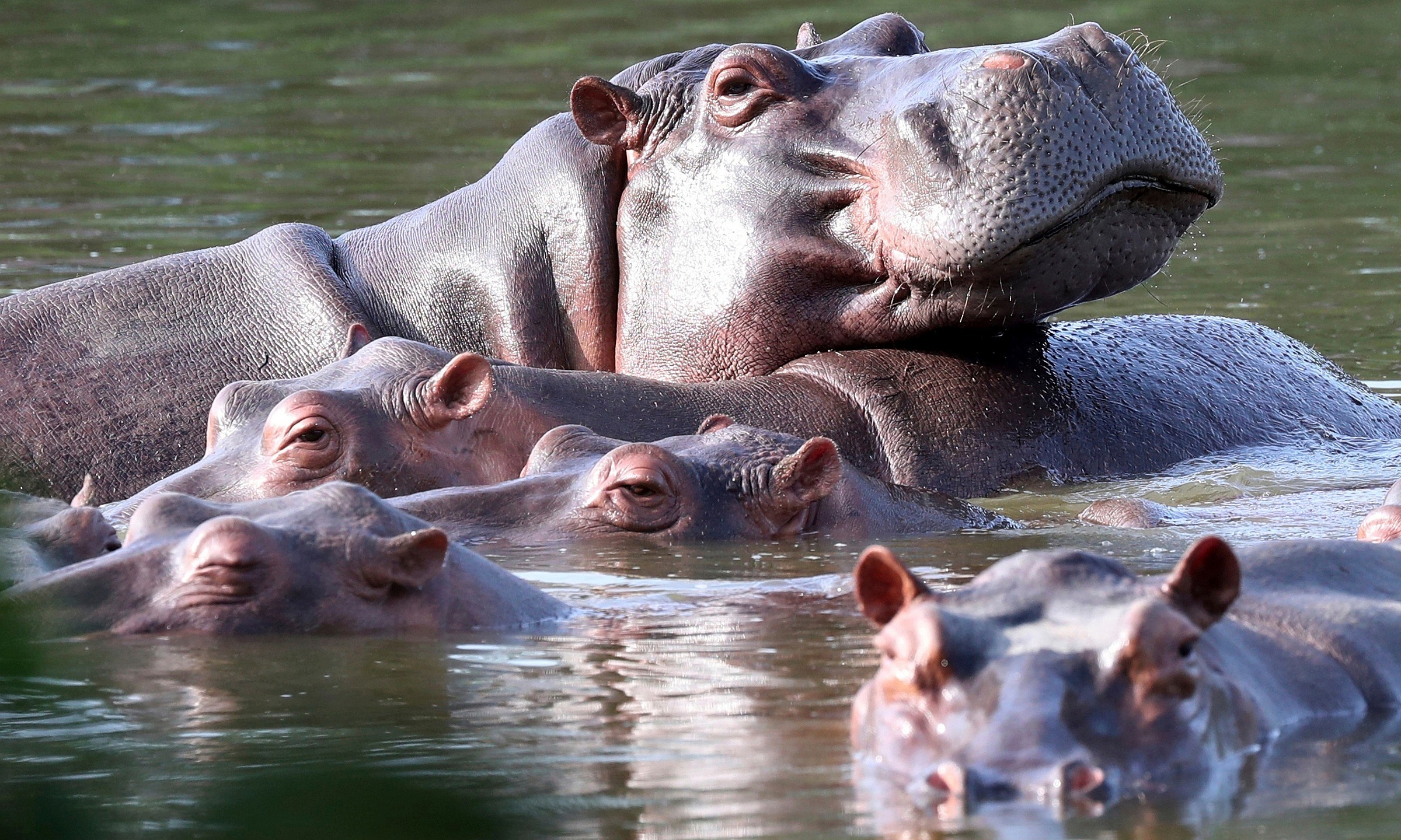 Villagers divided over plan to cull drug lord Pablo Escobar's hippos in Colombia