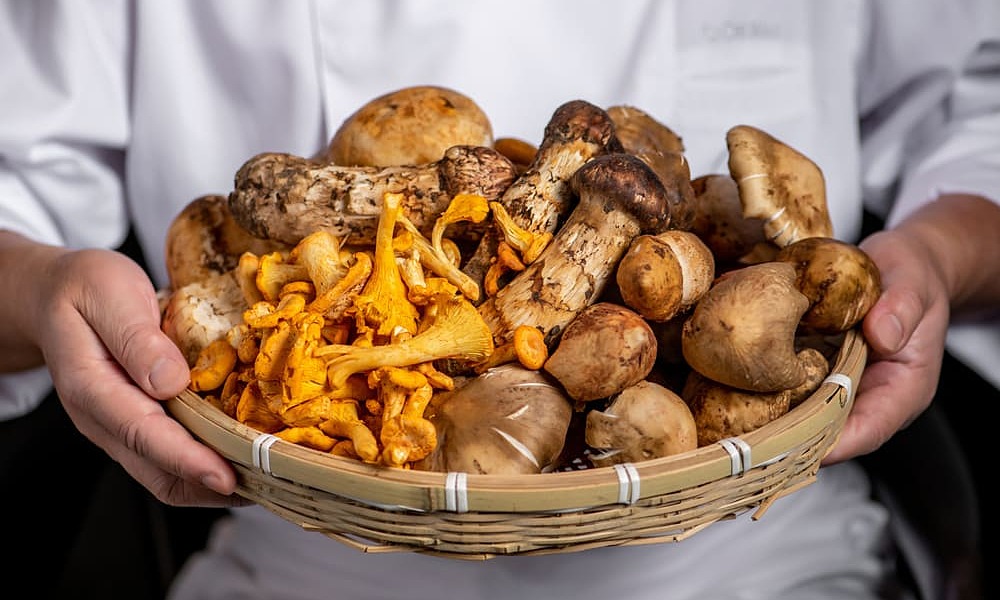 Risks in China's 'kingdom of wild mushrooms'