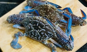 Vietnamese crab continues to enter US market