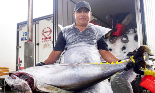 Gia Lai proposes first tuna auction center in Southeast Asia