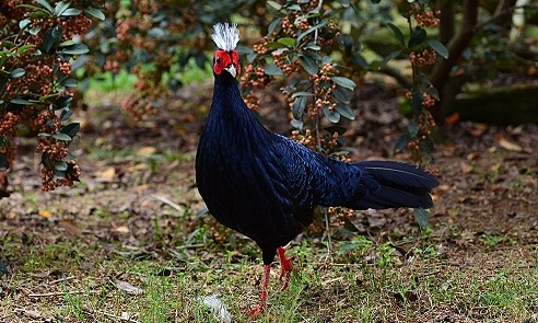 world's rarest bird returns home after more than one hundred years