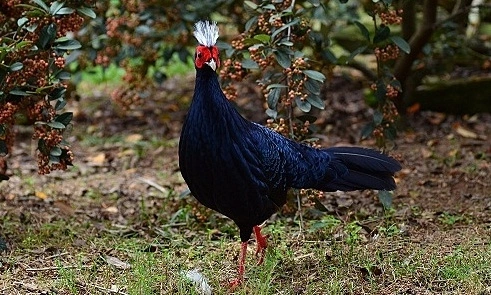 world's rarest bird returns home after more than one hundred years