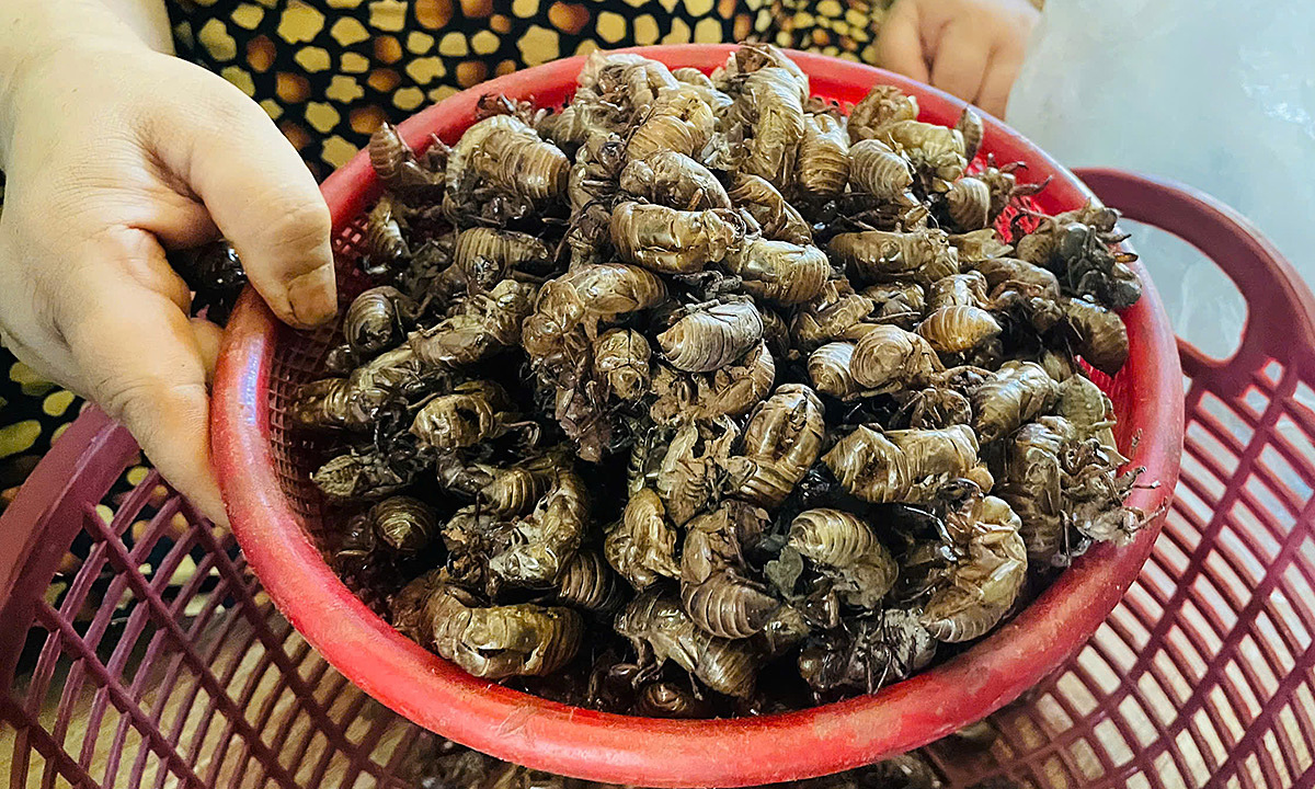 People in Gia Lai rush to collect cicada molts, selling them for millions of dong