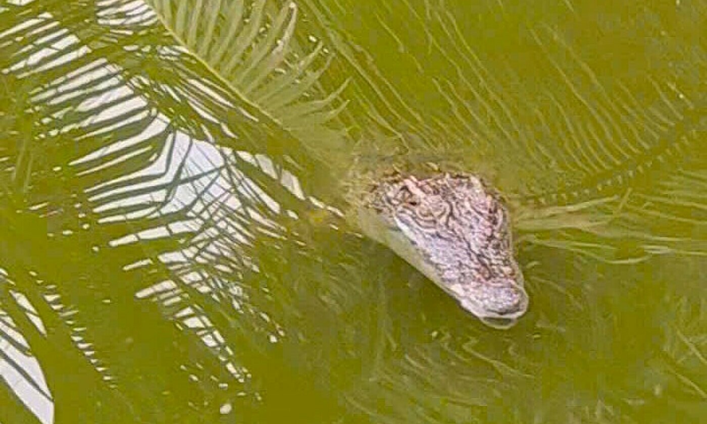 Crocodile spotted in resident's pond