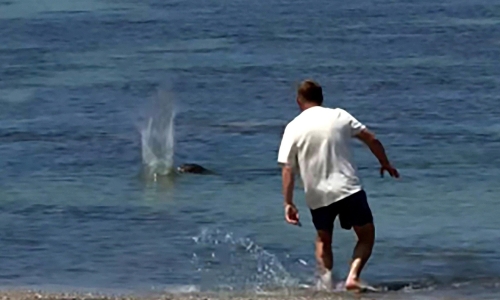 Tourist arrested for throwing rock at endangered animal