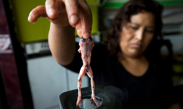 Raw frog smoothie in Peru: A controversial vitality booster