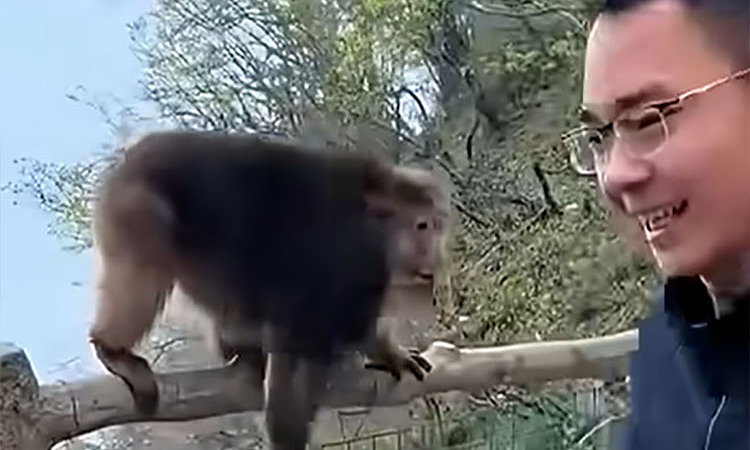 Tourist banned from UNESCO site for teasing monkey