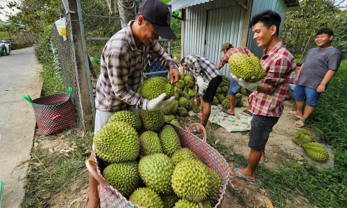 Nature-friendly solutions to detoxify durian from cadmium