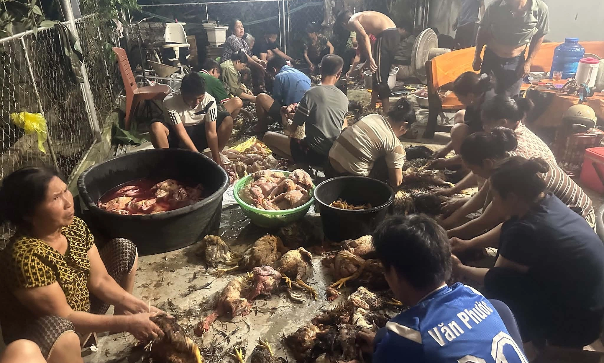 Villagers 'rescue' 500 suffocated chickens, aiding neighbor