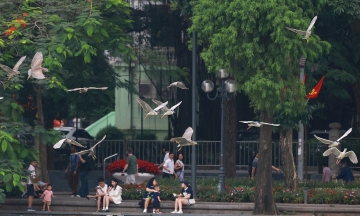 Flocks of herons and night herons nest at Ho Guom