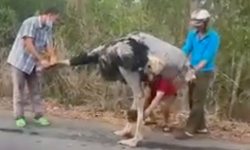 People corral ostriches running wild on the road