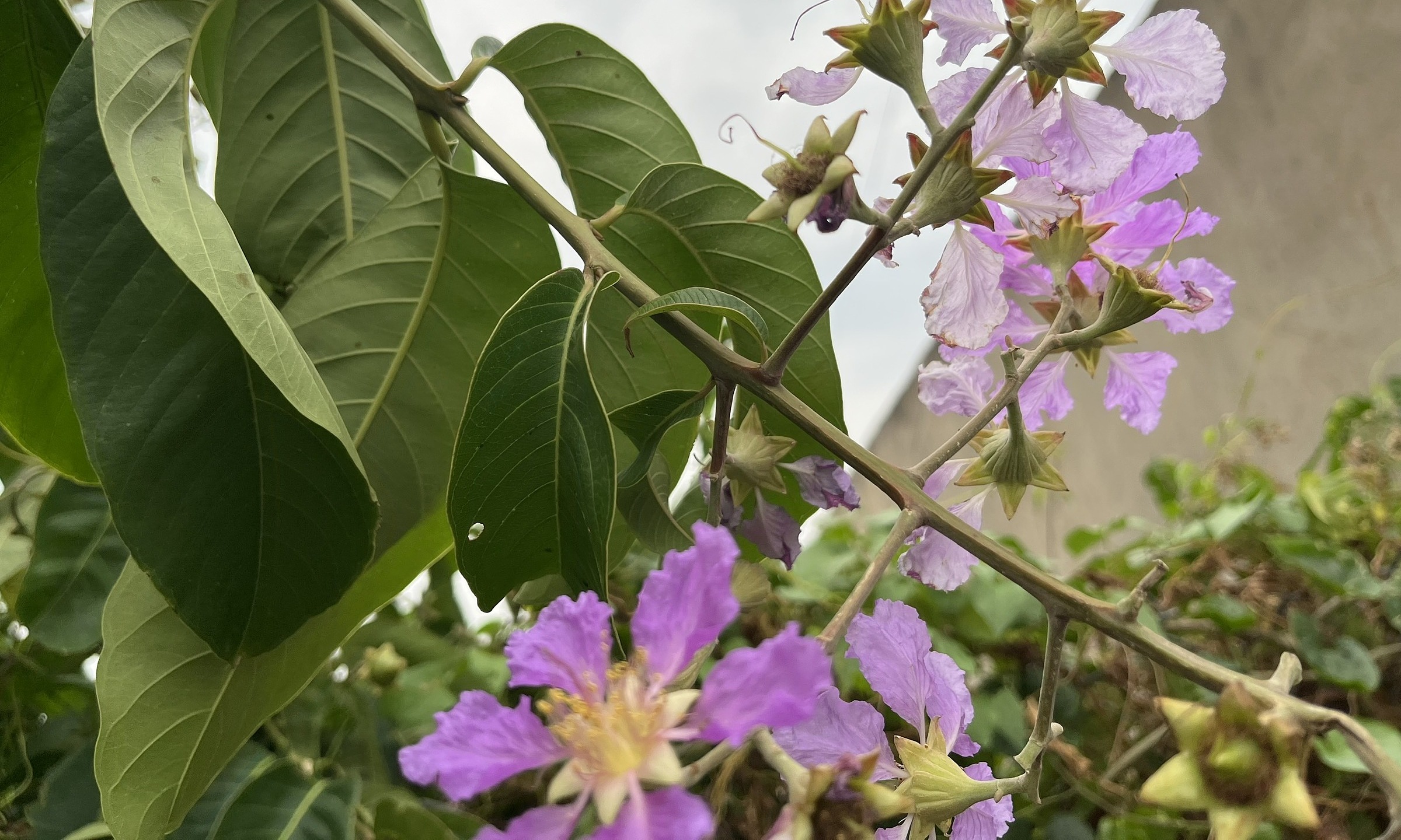 Does drinking banaba leaf water help treat diabetes?