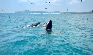 Tourist boats approach whales at Cu Lao Mai Nha