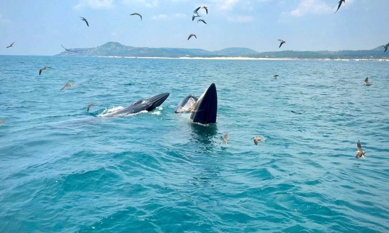 Tourist boats approach whales at Cu Lao Mai Nha