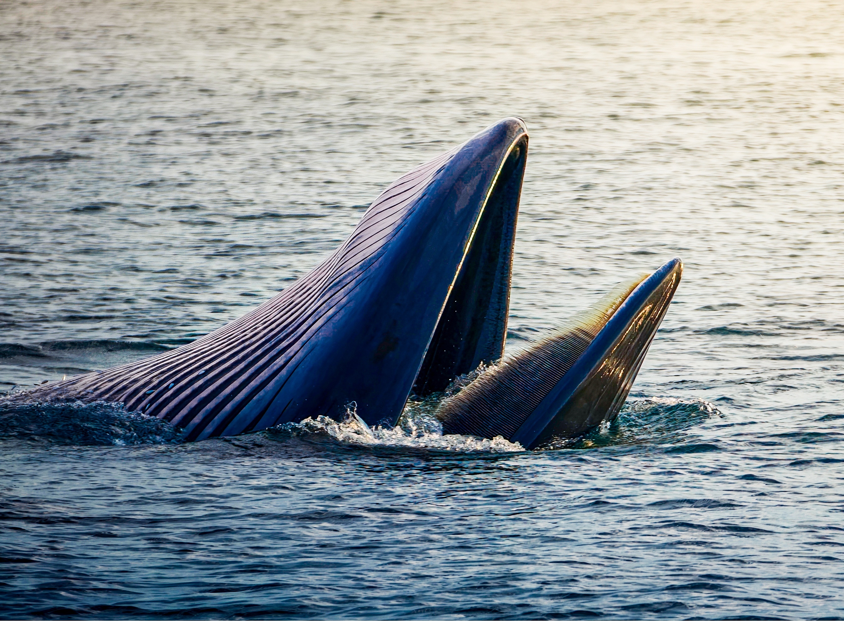 Predatory whales appear at Cu Lao Mai Nha islet