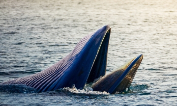 Predatory whales appear at Cu Lao Mai Nha islet