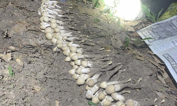 Early-season termite mushrooms, over one million dong per kilogram, still sell out
