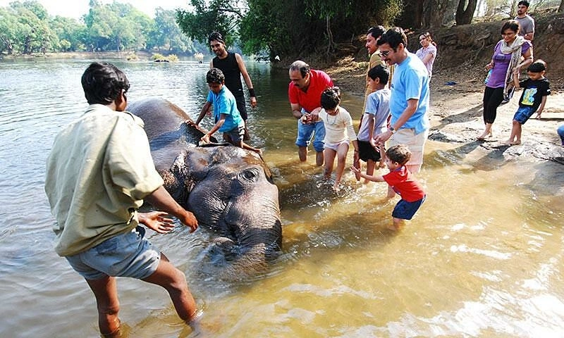 Tourist trampled to death by elephant at tourist site in India