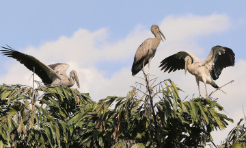 Vinh Long urgently protects valuable bird garden after elderly farmer's plea