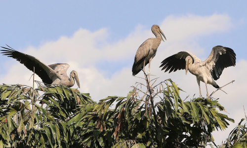 Vinh Long urgently protects valuable bird garden after elderly farmer's plea