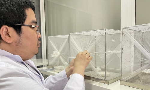 'Raising mosquitoes' in the lab blocks disease transmission