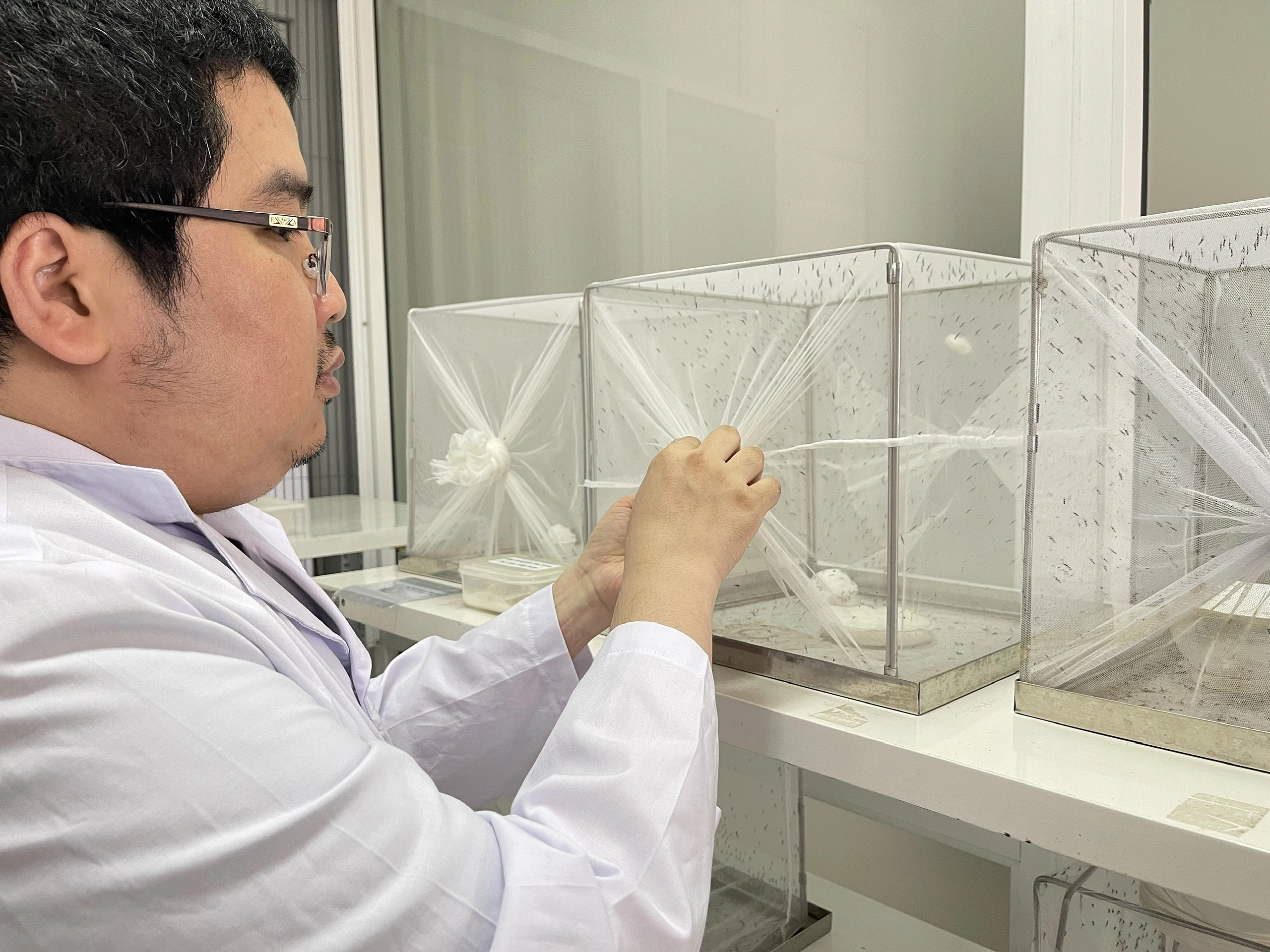 'Raising mosquitoes' in the lab blocks disease transmission