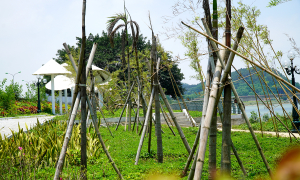 Mass tree deaths at memorial park for 64 teachers and students