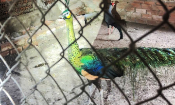 Arrested for undeclared keeping of three rare peafowl