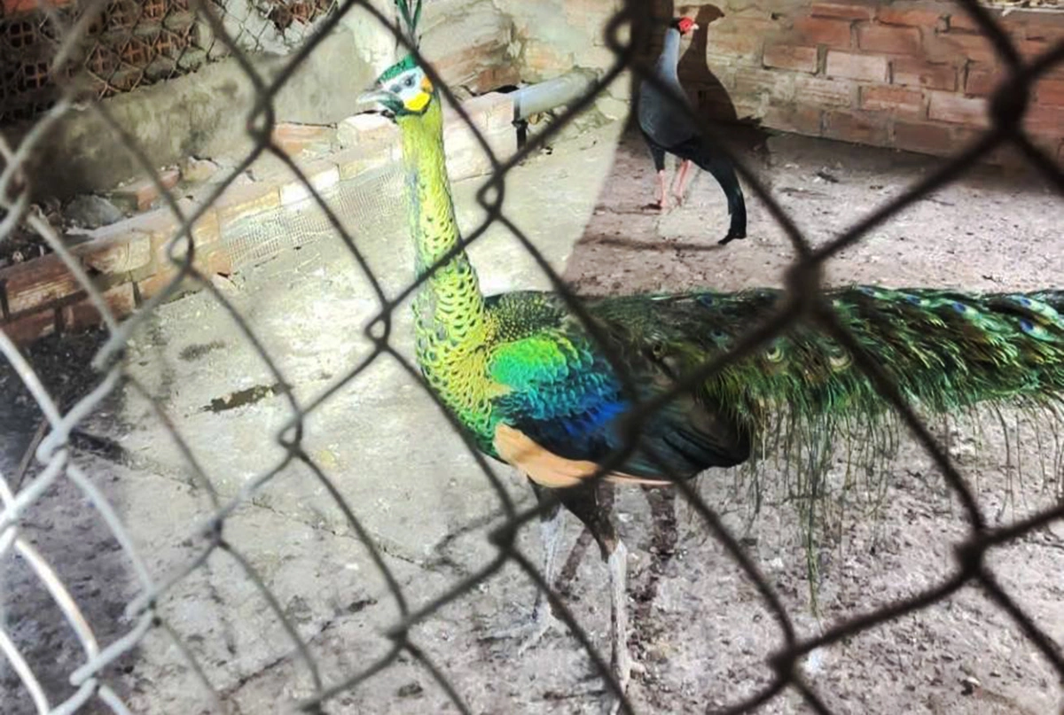 Arrested for undeclared keeping of three rare peafowl