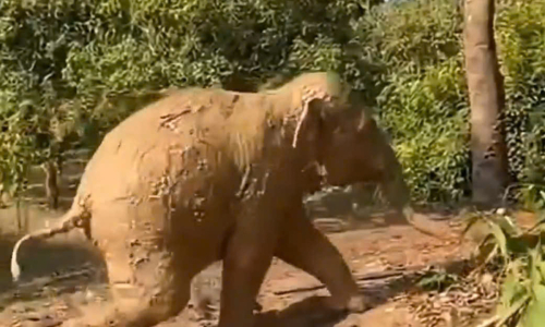 Baby elephant rescued from deep pit in Ma Da forest