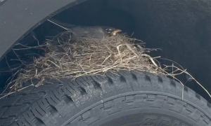 Car buyer unable to receive vehicle due to waiting for birds to nest on tire