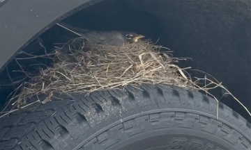 Car buyer unable to receive vehicle due to waiting for birds to nest on tire