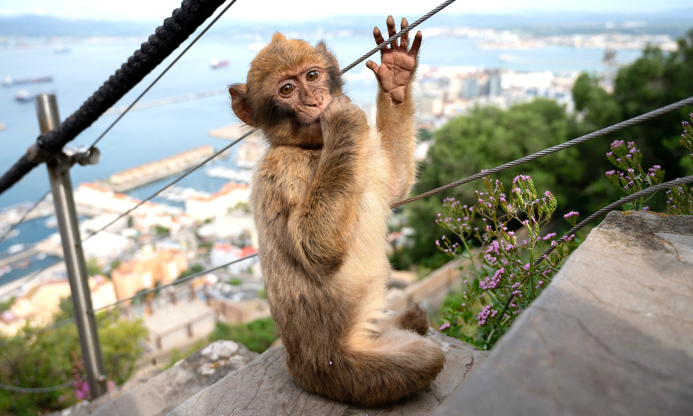 Barbary macaques eat soil to soothe stomach aches after consuming excessive tourist food