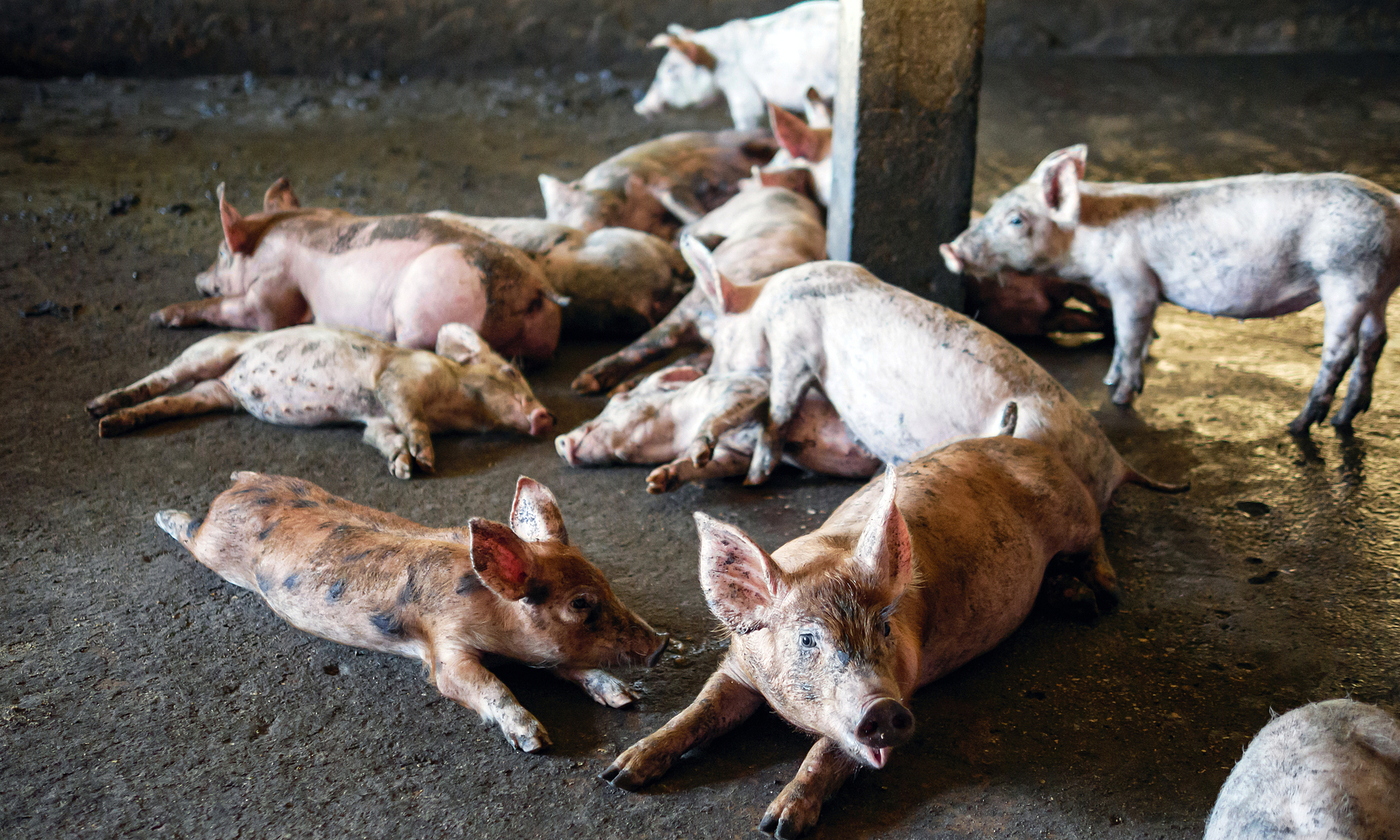 5 diseases that can spread from pigs to humans