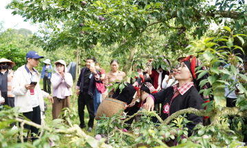 Tourists flock to Moc Chau to pick ripe plums
