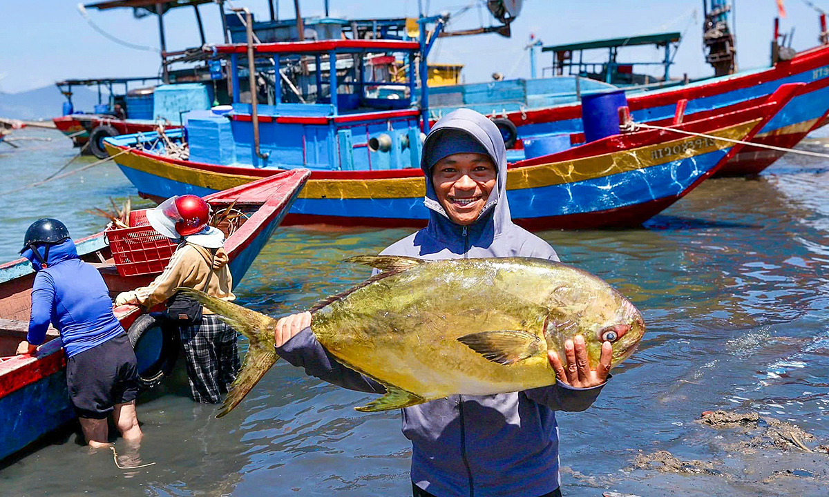 Ha Tinh fishermen net over one ton of golden pomfret