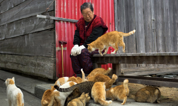 Japan's 3 trillion yen cat economy