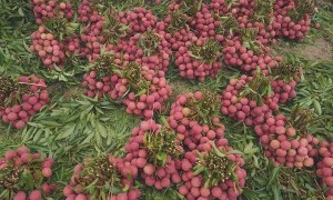 How many lychees a day to avoid hospitalization risk?