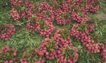 How many lychees a day to avoid hospitalization risk?