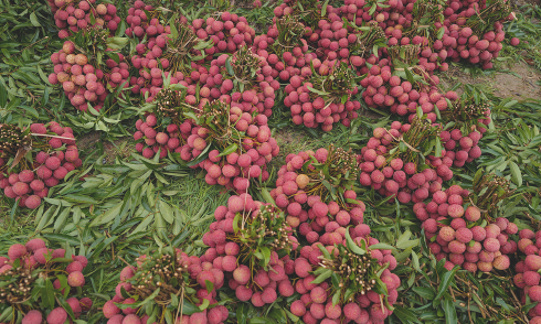 How many lychees a day to avoid hospitalization risk?
