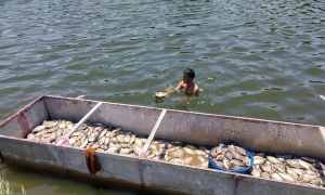 Mass fish deaths reported in Thanh Hoa lake